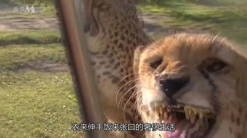 豹瓜怎么吃,探索美味与营养的完美结合