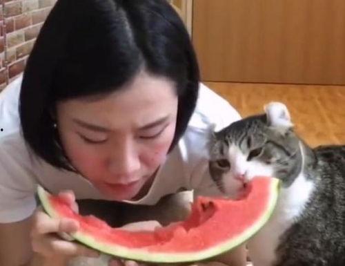 喵 吃瓜,喵星人与瓜界的奇妙邂逅