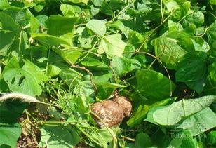 兔瓜怎么吃,解锁美味新体验