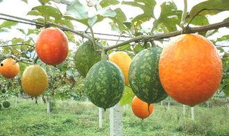 周口吊瓜怎么吃,独特风味，多样食法，解锁美味新体验