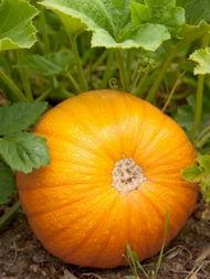 吃瓜学到咳嗽偏方,轻松缓解不适，健康生活新选择