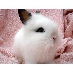 宠物兔吃瓜视频,欢乐无限，宠物日常趣味瞬间