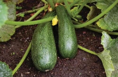 吃中药能吃瓜嘛,合理搭配的饮食智慧