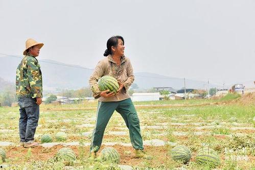 保山吃瓜事件,一场网络热议背后的真相与反思