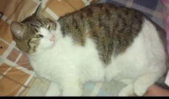 猫咪吃瓜的样子,萌态十足，揭秘瓜果界的“猫界网红”