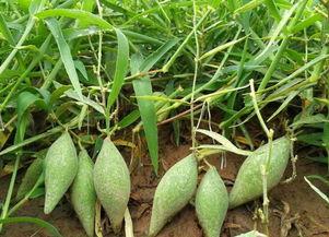 地梢瓜可以做菜吃,家常菜中的绿色佳肴