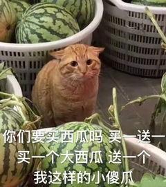 小傻瓜吃瓜,小傻瓜的瓜界奇遇记
