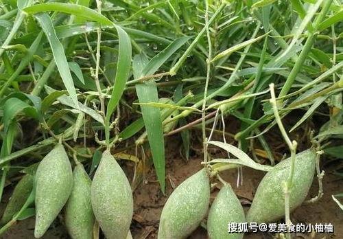 角瓜能采摘多久吃,如何享受最长新鲜期