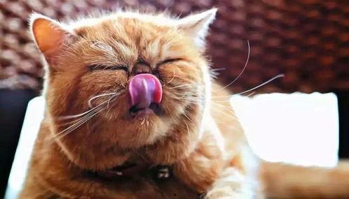 猫吃梨瓜意思,猫咪的梨瓜美食之旅