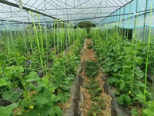 岭哥吃瓜,揭秘娱乐圈那些不为人知的幕后故事