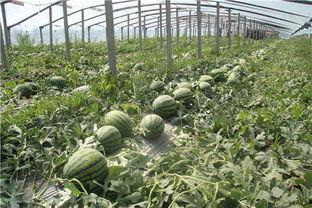 东北打架吃瓜,打架吃瓜背后的故事