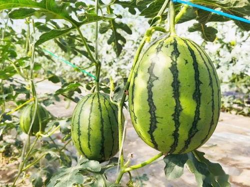 吃别人的瓜甜什么意思,品味他人故事中的甜蜜滋味