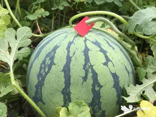 既然吃瓜又能赏花,夏日休闲新风尚