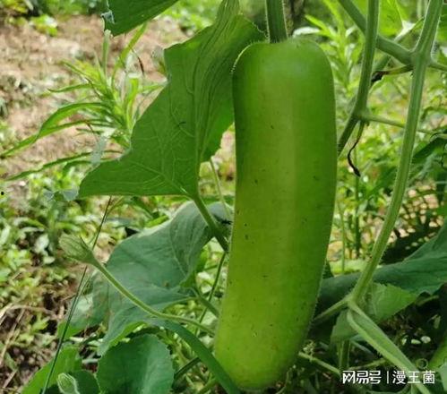 瓠子瓜炒菜怎么吃,家常美味，营养均衡的烹饪新选择