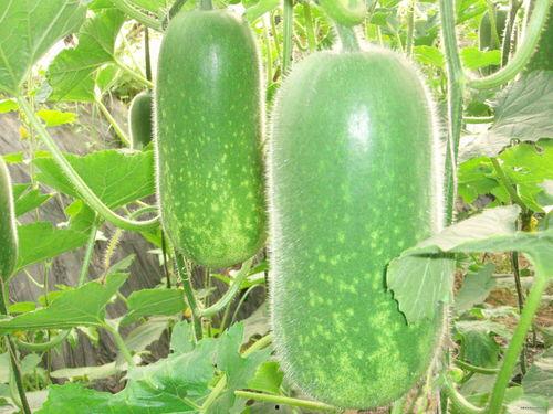 吃瓜25723385,25723385背后的秘密