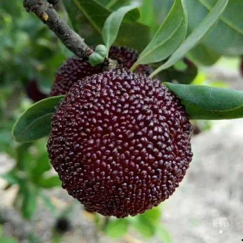 大老瓜吃无花瓜视频,趣味食验大揭秘！