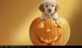 小狗吃瓜素材图片,小狗吃瓜萌态瞬间