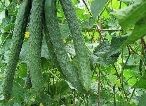 每天都吃半个瓜