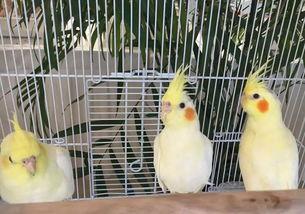 羊驼吃大瓜,揭秘羊驼吃大瓜的趣味瞬间