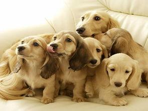 狗改不了吃瓜,揭秘动物习性中的趣味现象