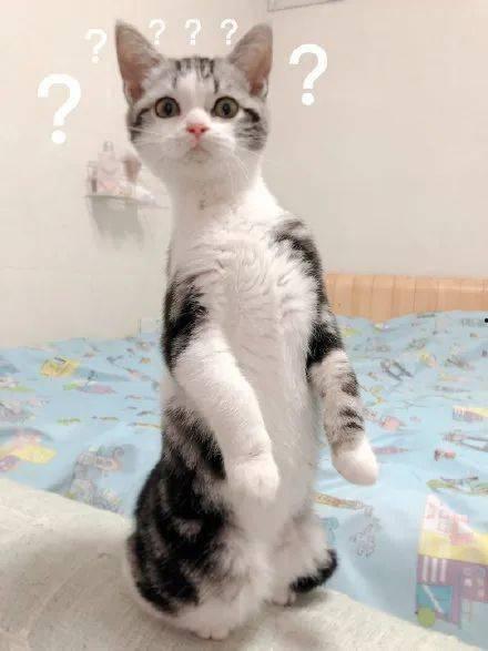 猫怀孕可以吃瓜吗