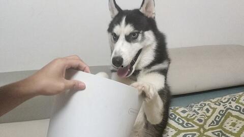 哈士奇吃哈密瓜,引发宠物饮食安全思考