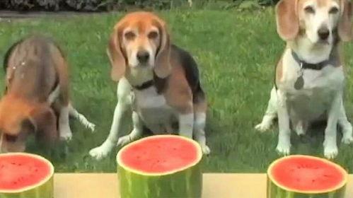 狗都在吃瓜,宠物狗纷纷加入“吃瓜大军”