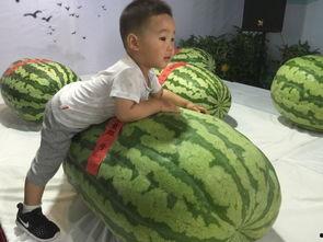 山东烟台吃瓜事件