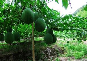 吃吊瓜声控,解锁味蕾新体验