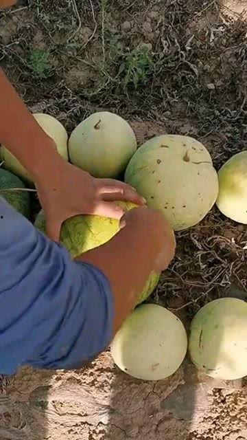 吃瓜吃籽好不好吃