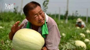 邢台吃田瓜死人