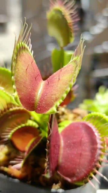 七星飘吃瓜,揭秘娱乐圈幕后风云