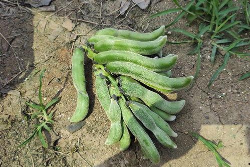 华为南方基地吃瓜,揭秘科技巨头背后的“吃瓜”故事