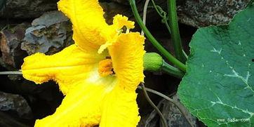 产妇可以吃方瓜图片